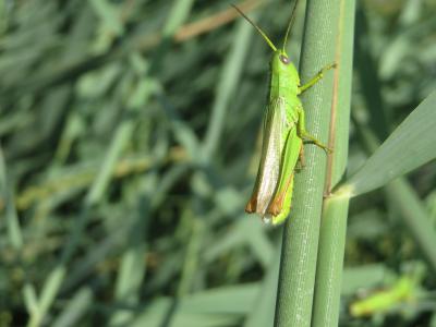 Criquet des marais, Criquet des Joncs Chorthippus jucundus (Fischer, 1853)