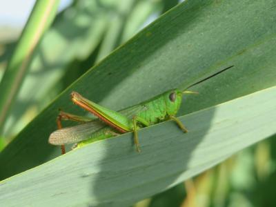 Criquet des marais, Criquet des Joncs Chorthippus jucundus (Fischer, 1853)