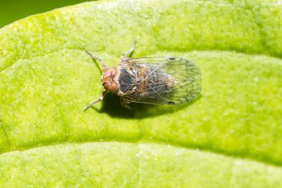  Hyalesthes 