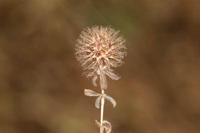Trèfle fausse-bardane Trifolium lappaceum L., 1753