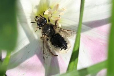  Systropha curvicornis (Scopoli, 1770)