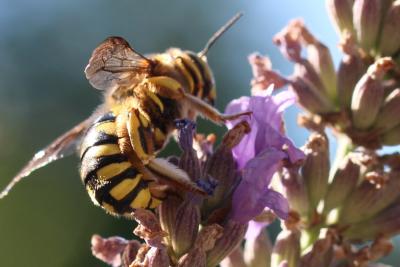  Anthidium florentinum (Fabricius, 1775)