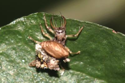  Chrysopidae Schneider, 1851