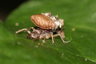  Chrysopidae Schneider, 1851