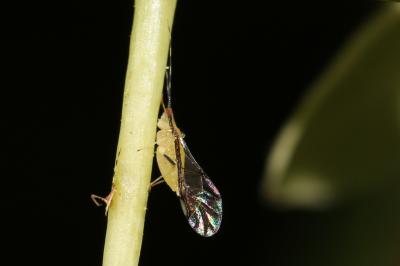  Eucallipterus tiliae (Linnaeus, 1758)