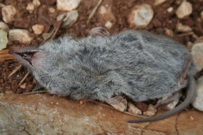 Musaraignes Soricidae G. Fischer, 1814