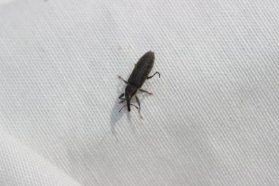  Lixus filiformis (Fabricius, 1781)