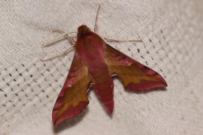 petit Sphinx de la Vigne (Le) Deilephila porcellus (Linnaeus, 1758)