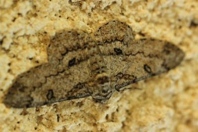 Boarmie rhomboïdale (La), Boarmie commune (La) Peribatodes rhomboidaria (Denis & Schiffermüller, 1775)