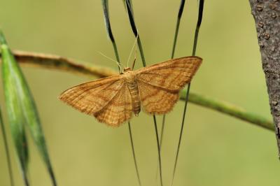Acidalie ocreuse (L') Idaea ochrata (Scopoli, 1763)