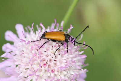 Lepture fauve Stictoleptura fulva (De Geer, 1775)