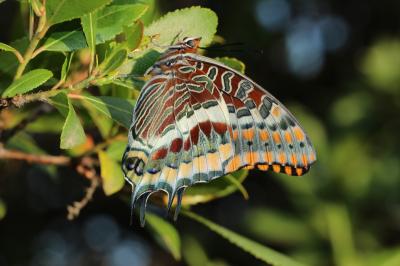 Nymphale de l'Arbousier (La), Jason (Le), Pacha à  Charaxes jasius (Linnaeus, 1767)