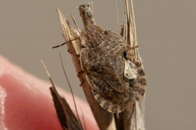  Sciocoris homalonotus Fieber, 1851