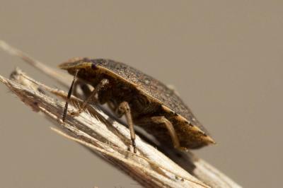  Sciocoris homalonotus Fieber, 1851