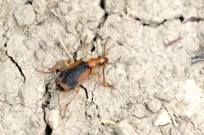  Brachinus humeralis Ahrens, 1812