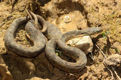 Couleuvre vipérine Natrix maura (Linnaeus, 1758)