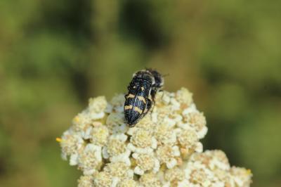  Acmaeoderella flavofasciata (Piller & Mitterpacher, 1783)