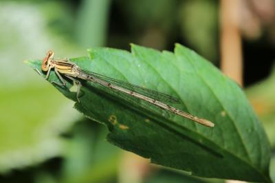 Agrion blanchâtre Platycnemis latipes Rambur, 1842