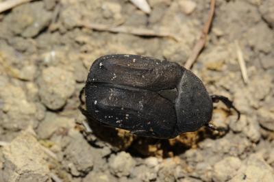 Cétoine noire (la) Netocia morio (Fabricius, 1781)
