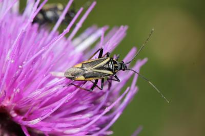  Hadrodemus m-flavum (Goeze, 1778)