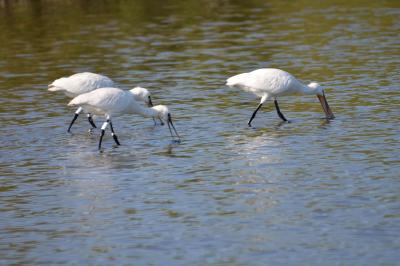 Spatule blanche Platalea leucorodia Linnaeus, 1758