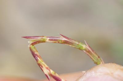 Lepture filiforme Parapholis filiformis (Roth) C.E.Hubb., 1946