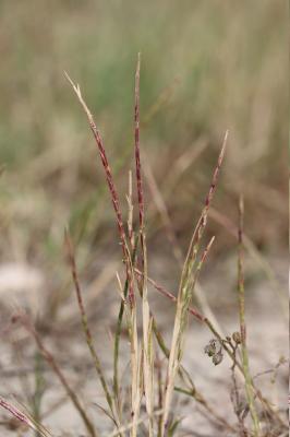 Lepture filiforme Parapholis filiformis (Roth) C.E.Hubb., 1946