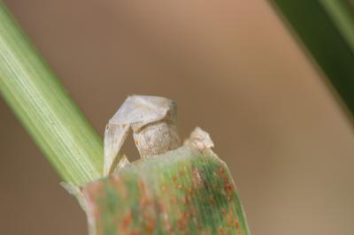 Alpiste aquatique Phalaris aquatica L., 1755
