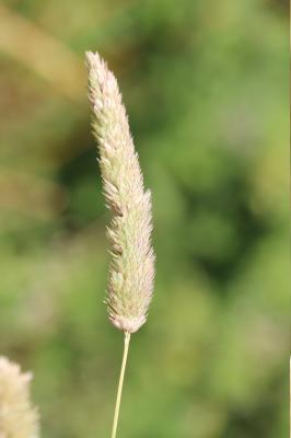 Alpiste aquatique Phalaris aquatica L., 1755