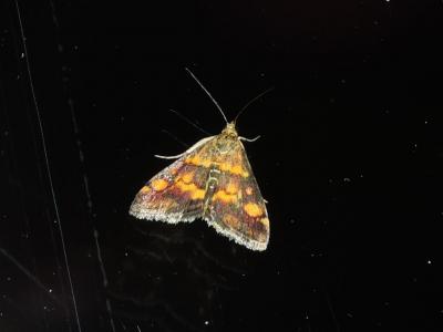  Pyrausta aurata (Scopoli, 1763)
