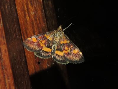  Pyrausta aurata (Scopoli, 1763)