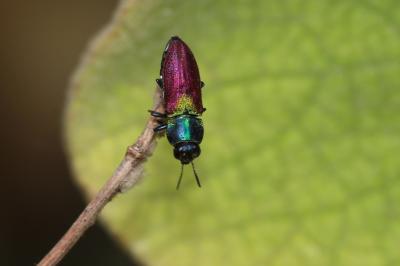 Anthaxie ecussonnée Anthaxia scutellaris (Gené, 1839)