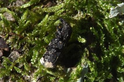  Platyrhinus resinosus (Scopoli, 1763)