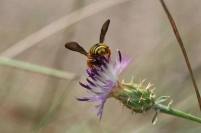  Rhodanthidium infuscatum (Erichson, 1835)