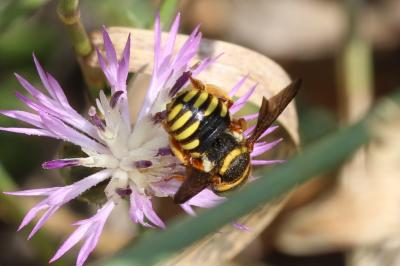  Rhodanthidium infuscatum (Erichson, 1835)