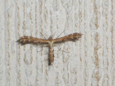  Pterophoridae Latreille, 1802