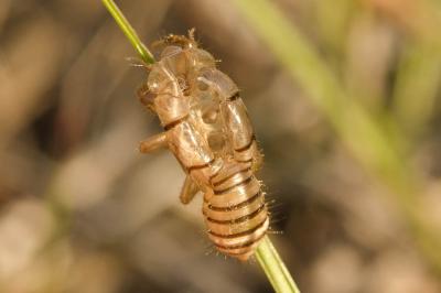 Cigalette pygmée (la) Tettigettula pygmea (Olivier, 1790)
