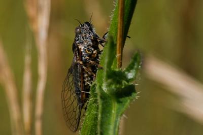 Cigalette pygmée (la) Tettigettula pygmea (Olivier, 1790)