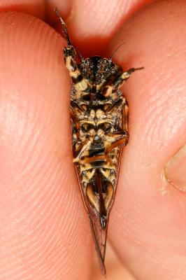 Cigalette pygmée (la) Tettigettula pygmea (Olivier, 1790)