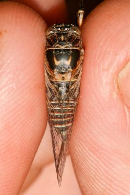 Cigalette argentée (la) Tettigettalna argentata (Olivier, 1790)
