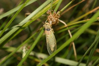 Cigalette pygmée (la) Tettigettula pygmea (Olivier, 1790)