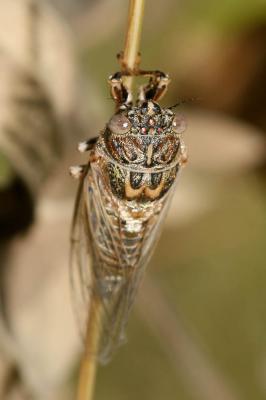 Cigalette argentée (la) Tettigettalna argentata (Olivier, 1790)
