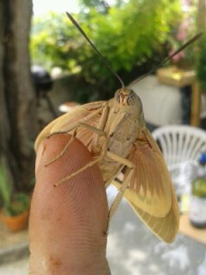 Bombyx du Palmier (Le) Paysandisia archon (Burmeister, 1880)
