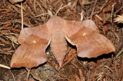Sphinx du Peuplier (Le) Laothoe populi (Linnaeus, 1758)