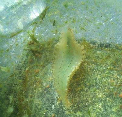  Glossiphoniidae (Vaillant, 1890. Revised)