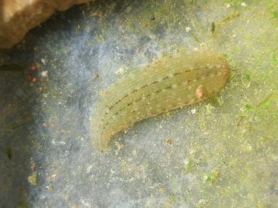 Glossiphoniidae (Vaillant, 1890. Revised)
