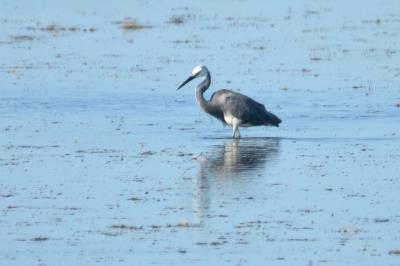 Aigrette garzette Egretta garzetta (Linnaeus, 1766)
