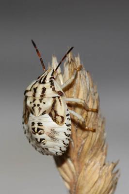  Carpocoris pudicus (Poda, 1761)
