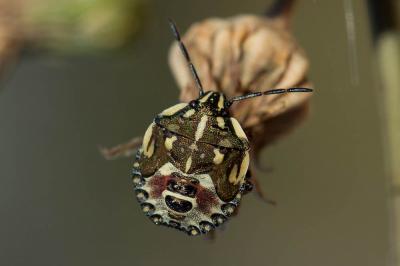  Carpocoris pudicus (Poda, 1761)