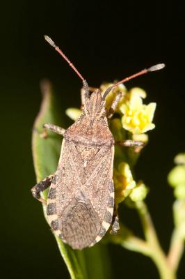  Ceraleptus gracilicornis (Herrich-Schäffer, 1835)